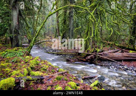 Der Niagara Creek fließt durch üppige Wälder im Goldstream Provincial Park in der Nähe von Victoria, Vancouver Island, British Columbia, Kanada Stockfoto