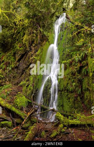 Wasserfall im üppigen gemäßigten Regenwald - Goldstream Provincial Park in der Nähe von Victoria, Vancouver Island, British Columbia, Kanada Stockfoto