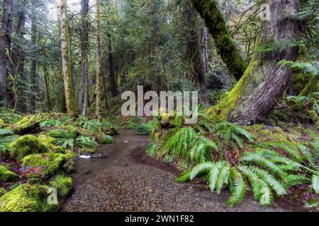 Creek, der durch den Wald im Goldstream Provincial Park in der Nähe von Victoria, Vancouver Island, British Columbia, Kanada verläuft Stockfoto