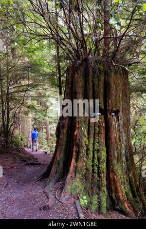Weg zum Sandcut Beach, nahe Sooke, Vancouver Island, British Columbia, Kanada Stockfoto