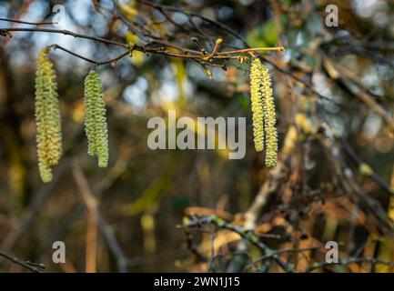 Nahaufnahme von männlichen Haselnusskätzchen (Corylus avellana) im Januar in Peterborough, Cambridgeshire, England Stockfoto