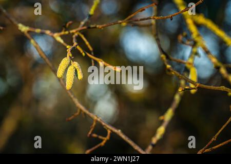 Unreife männliche Haselnusskätzchen (Corylus avellana) im Januar in Peterborough, Cambridgeshire, England Stockfoto