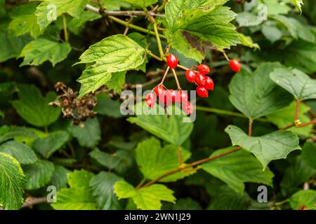 Rote Beeren der Gelderrose (Viburnum opulus) in einheimischen Wäldern, im Oktober in Peterborough, Cambridgeshire, England Stockfoto