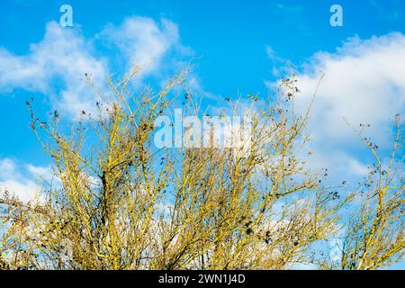 Wilde Büsche (Ligustrum vulgare) mit schwarzen Beeren im Winter vor blauem Himmel mit Kumuluswolken, Eye Green Nature Reserve, Peterborough Stockfoto