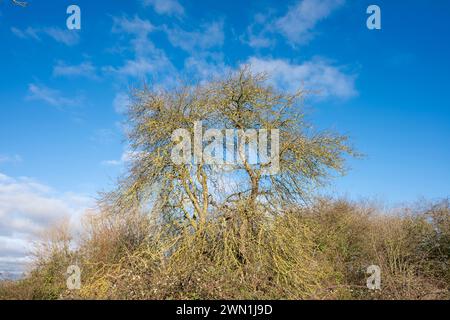 Weißdornbaum im Winter vor blauem Himmel mit verstreuten Kumuluswolken, Eye Green Local Nature Reserve, Peterborough Stockfoto