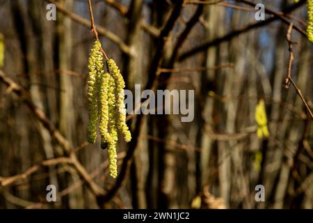 Nahaufnahme der Haselnusskatzen (Corylus avellana) im Februar in Cambridgeshire, England Stockfoto