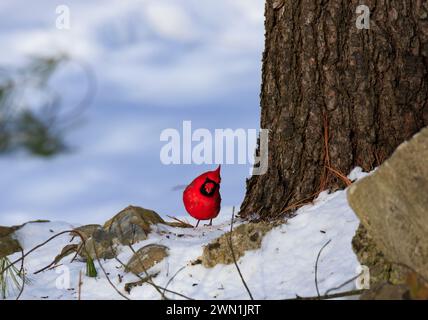 Ein gemeiner männlicher Kardinal, der im Schnee an der Basis eines Baumes steht und in die Kamera starrt Stockfoto