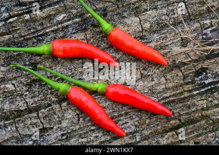 Nahaufnahme kleiner roter Chilis auf hölzernem Hintergrund. Keine Personen. Stockfoto