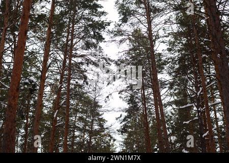 Keine Leute weit von schönen Kiefern im Wald an verschneiten Wintertagen, Kopierraum Stockfoto