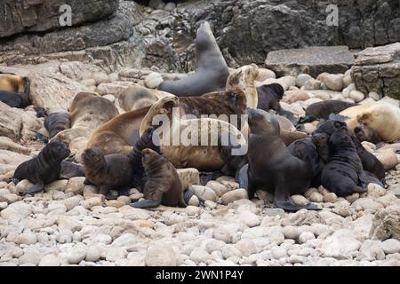 Weibliche Seelöwen, Otaria flavescens, mit Jungtieren auf den Falklandinseln. Stockfoto