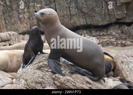 Weibliche Südliche Seelöwen, Otaria flavescens, mit Welpen, auf den Falklandinseln. Stockfoto