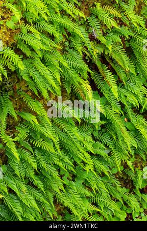 Süßholzfarn (Polypodium glycyrrhiza) am South Umpqua River, Umpqua National Forest, Oregon Stockfoto
