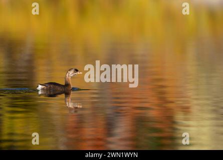 Podilymbus podiceps am Gold Lake, Willamette National Forest, Oregon Stockfoto