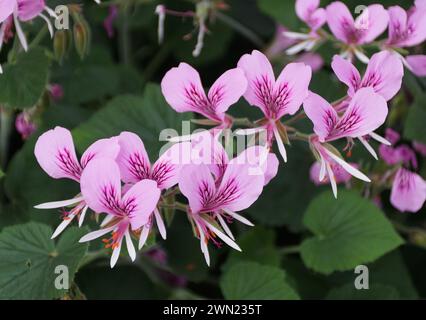 Eine schöne Gruppe von hellrosa Farbe von Herz-Blatt Pelargonium cordifolium Blüten Stockfoto