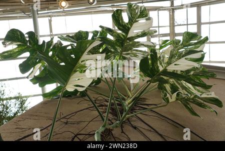 Der Blick vom Boden der ausgewachsenen und sehr vielgestaltigen Monstera Albo Borsigiana Pflanze Stockfoto