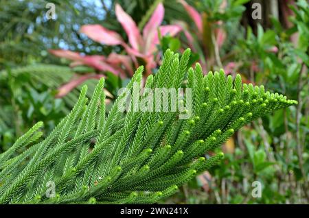 Zweige der Araucaria columnaris Stockfoto