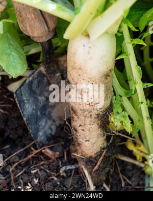Weiße Daikon Radieschen mit einer Schaufel im Schmutz des Gemüsebeetes ausgraben, grüne Blattspitzen Stockfoto