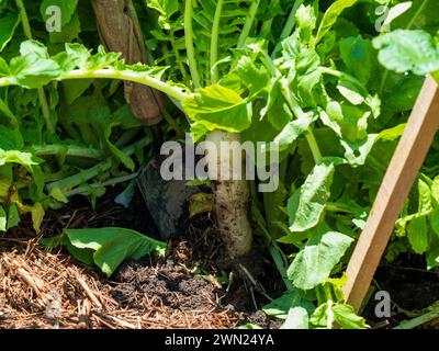 Weiße Daikon Radieschen mit einer Schaufel im Schmutz des Gemüsebeetes ausgraben, grüne Blattspitzen Stockfoto