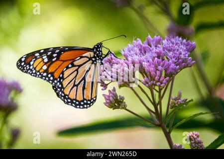 Ein Monarch-Schmetterling (Danaus plexippus) in wunderschönem Licht am frühen Nachmittag ernährt sich von rosafarbenen Blüten Stockfoto