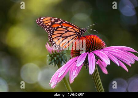 Monarchschmetterling (Danaus plexippus) ernährt sich von einem Purpurblumen (Echinacea purpurea), Hamilton, Ontario. Stockfoto