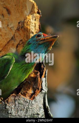 Niedlicher und schöner junger blauer Kehlbarbet (psilopogon asiaticus), der im Nest sitzt, tropischer indischer Wald in der Sommersaison Stockfoto