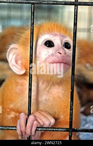 Eine Baby-Lutung (östliche javanische Sprache, Trachypithecus auratus) wird fotografiert, als sie aus ihrem Käfig auf eine vom Bali Zoo verwaltete Tierarzteinrichtung in Gianyar, Bali, Indonesien blickt. Stockfoto