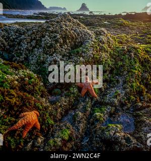 Tidepool, Shi Shi Beach, Olympic National Park, Washington Stockfoto