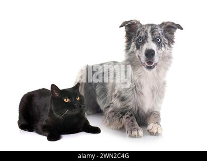 Junge Border Collie und Katze vor weißem Hintergrund Stockfoto