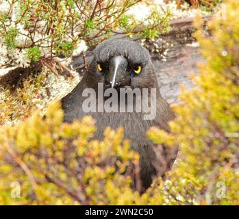 Schwarzer Currawong im farbenfrohen Frühlingslaub während eines Regensturms im Cradle Mountain National Park, tasmanien, australien Stockfoto