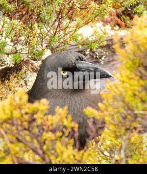 Schwarzer Currawong im farbenfrohen Frühlingslaub während eines Regensturms im Cradle Mountain National Park, tasmanien, australien Stockfoto