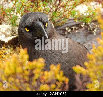 Schwarzer Currawong im farbenfrohen Frühlingslaub während eines Regensturms im Cradle Mountain National Park, tasmanien, australien Stockfoto