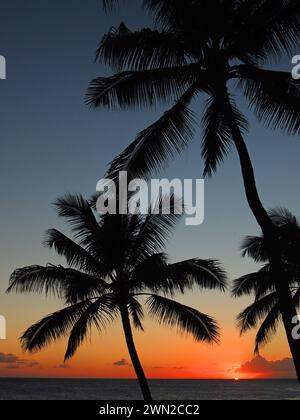 Farbenfroher Sonnenuntergang und Palmen über dem pazifik am poipu Beach, Kauai, hawaii Stockfoto