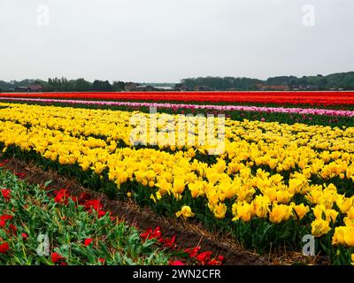Blühende gelbe, rote und rosafarbene Tulpen (Tulipa) auf einem weiten Feld in den Niederlanden mit Bauernhäusern im Hintergrund Stockfoto