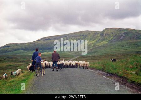 Schafe auf der Straße, Bauer, Söhne, Junge, Fahrrad, Dog, County Donegal, Republik Irland, 29. Juli 1993 Stockfoto