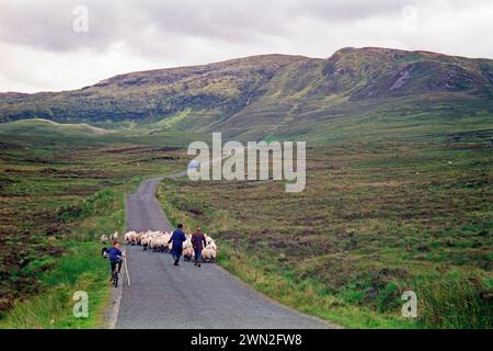 Schafe auf der Straße, Bauer, Söhne, Junge, Fahrrad, County Donegal, Republik Irland, 29. Juli 1993 Stockfoto