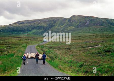 Schafe auf der Straße, Bauer, Söhne, Junge, Fahrrad, County Donegal, Republik Irland, 29. Juli 1993 Stockfoto