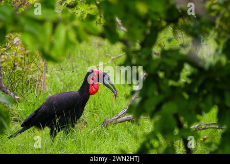 Ein schwarzer Vogel mit rotem Schnabel steht im grünen Gras und zeigt seine markante Färbung inmitten der Vegetation. Stockfoto