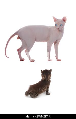 sphynx kanadische Katze isoliert auf weißem Hintergrund, Studio-Aufnahme Stockfoto