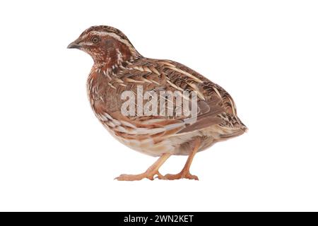 Wilde Wachteln ( Coturnix coturnix) isoliert auf weißem Hintergrund in Studioaufnahme Stockfoto