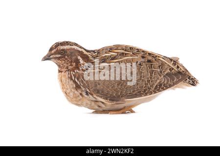 Wilde Wachteln ( Coturnix coturnix) isoliert auf weißem Hintergrund in Studioaufnahme Stockfoto