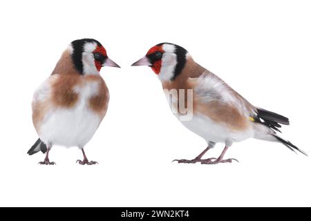 Zwei Goldfinken isoliert auf weißem Hintergrund Stockfoto