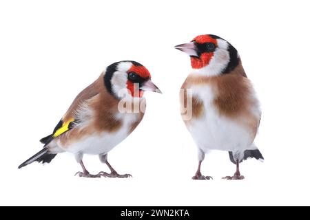 Zwei Goldfinken isoliert auf weißem Hintergrund Stockfoto