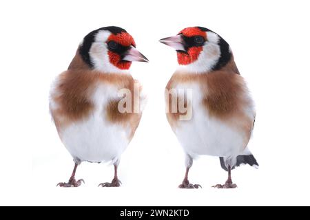 Zwei Goldfinken isoliert auf weißem Hintergrund Stockfoto