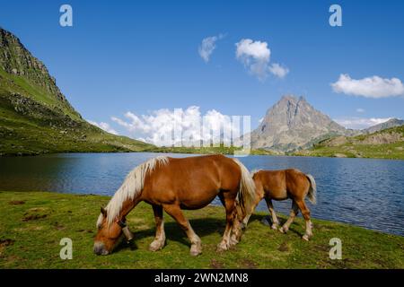 Pferde vor Midi d Ossau, Gentau See, Ayous Seen Tour, Pyrenäen Nationalpark, Pyrenäen Atlantiques, Frankreich Stockfoto