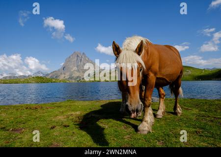 Pferde vor Midi d Ossau, Gentau See, Ayous Seen Tour, Pyrenäen Nationalpark, Pyrenäen Atlantiques, Frankreich Stockfoto