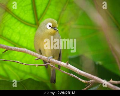 Ein weißes Auge des Kilimandscharo, das auf einem Zweig in einem Zoo sitzt, grüner Hintergrund Stockfoto