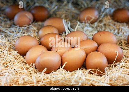 Berlin, Deutschland. Februar 2024. Eier liegen auf Holzwolle. Quelle: Jens Kalaene/dpa/Alamy Live News Stockfoto