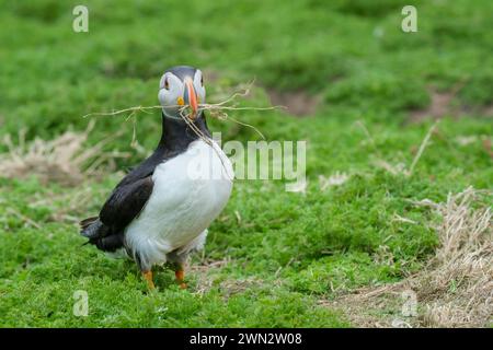 Erwachsener Atlantischer Puffin, Fratercula artica mit Nistmaterial in seinem mehrfarbigen Schnabel Stockfoto