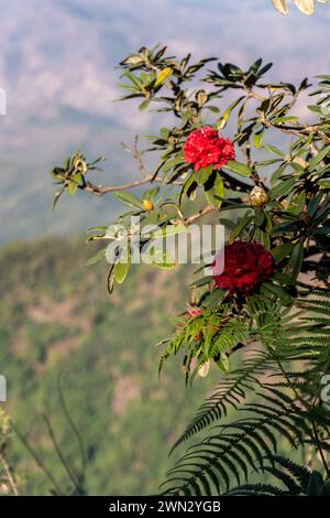 Besucher und Ausblicke auf den Doi Inthanon Nationalpark in der Provinz Chiang Mai, Thailand Stockfoto