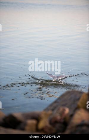 Der silberne Seeschwalbenvogel steht auf einem Felsen im Archipel nahe dem Meer Stockfoto